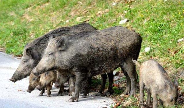 Cinghiali, Damascelli (FI): “Altri avvistamenti nei centri abitati, Giunta Regionale che sta facendo?”