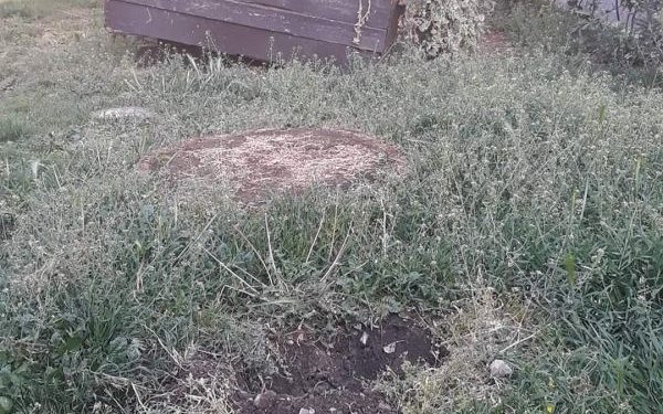 Vergogna senza fine: rubato un albero dal giardino di piazza Marconi