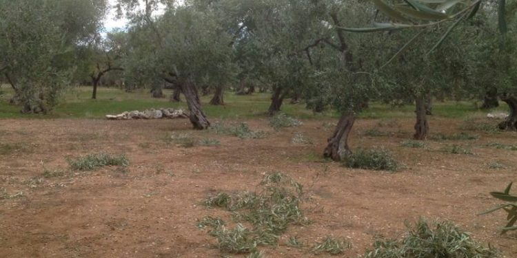 Raid nelle campagne bitontine. Rubate olive e distrutti numerosi alberi