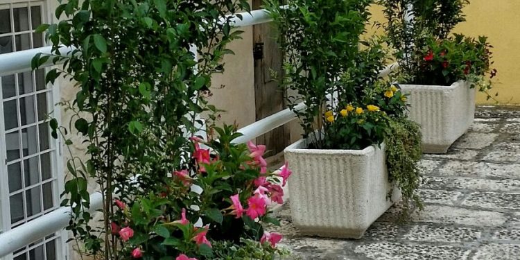 Fiori e piante nel centro storico. L’Arco Pinto rinasce grazie a Michele Castellano