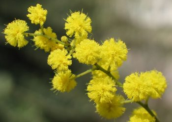 Controvento: la Giornata internazione della donna, non solo un rito consumistico