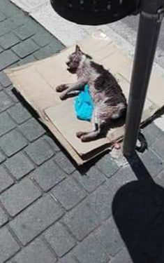 Sevizie e veleno: è strage di gatti nella periferia di Bitonto