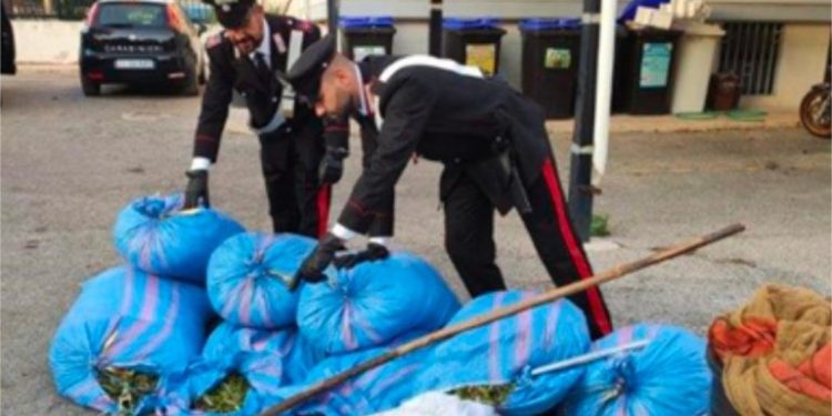 In trasferta per rubare olive, ma i Carabinieri li scoprono. Arrestati a Capurso tre bitontini