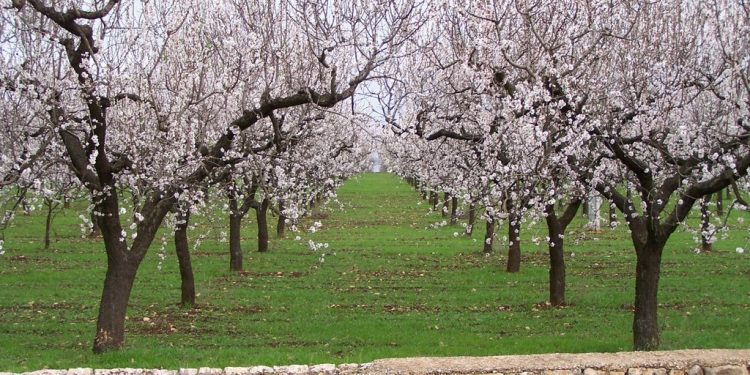 Emergenza Xylella. Roberto Cardinale: “Estendere il decreto legge anche ai mandorli”
