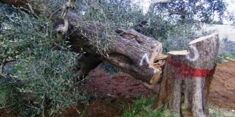 “Xylella… forse siamo ancora in tempo!”, gli studenti del liceo “Galilei” incontrano le cooperative olivicole del territorio