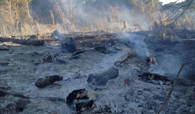 Incendio al Bosco di Bitonto. In fumo quaranta ettari in località Rogadeo
