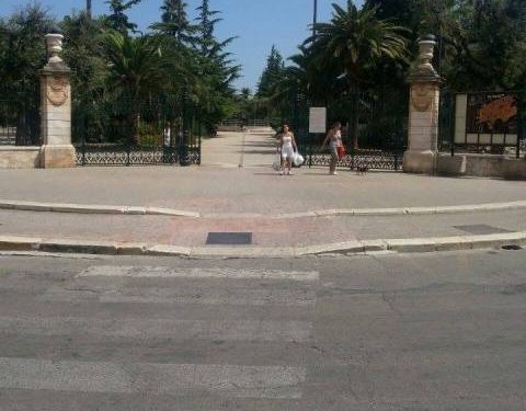 Slitta a questa notte il trattamento antiparassitario dei lecci del verde pubblico
