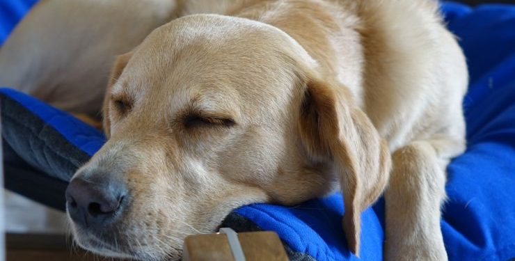 Questa mattina, benedizione degli animali a cura della Proloco Bitonto