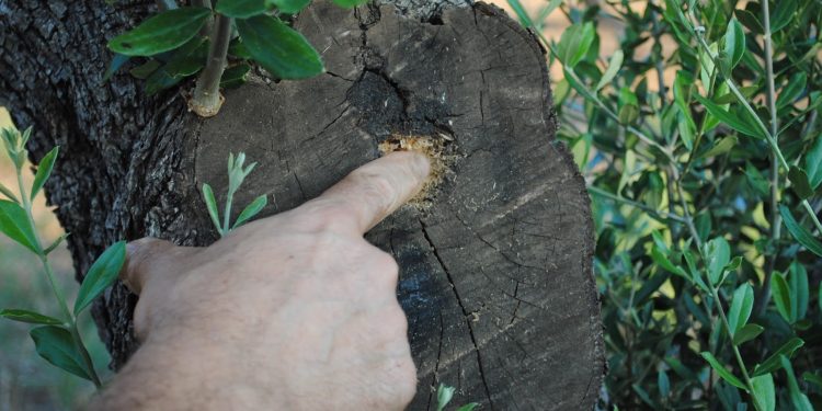 I sindaci di Italia in Comune adottano misure anti – xylella da far approvare con delibere consiliari
