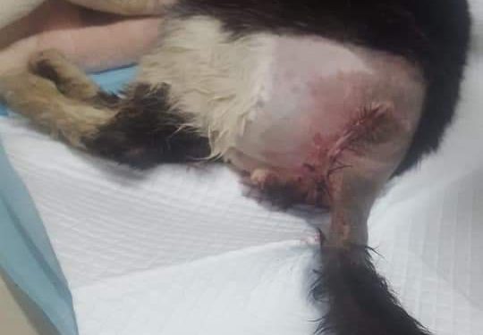 Gattino sparato a colpi di pistola a pallini di piombo, a Bitonto, in pieno centro