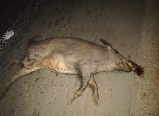 Auto investe branco di cinghiali. Vettura accartocciata e tragedia sfiorata per una famiglia bitontina