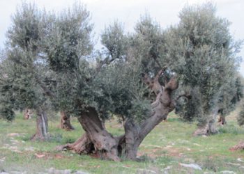 “La Xylella è una montatura e il “Piano Silletti” è devastante per la nostra olivicoltura”