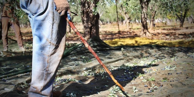 Campagna olearia: prevenzione e repressione le parole d’ordine delle Forze di Polizia