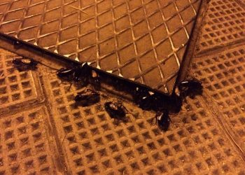 Schifo in pieno centro. “Convegno” di scarafaggi in Piazza Della Noce