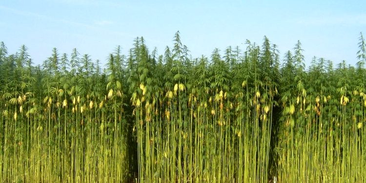Coltivazione della canapa, stanziati dalla Regione 1,5 milioni di euro