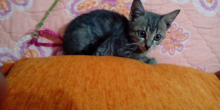 Passanti e residenti della zona San Leone salvano un gattino intrappolato in una vettura