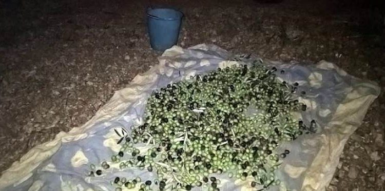 Le guardie del Consorzio Custodia Campi sventano due furti di olive