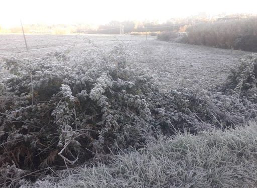 Gelata 25 marzo, danni ingenti all’agricoltura. Mozione Damascelli: “Regione si attivi subito per richiesta stato di calamità”