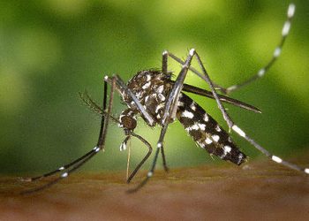 Ratti e insetti infestano via Abbaticchio e via Megra. I cittadini chiedono interventi
