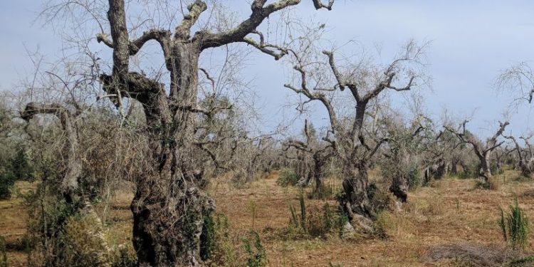 Xylella, incredibile: la Regione multa sé stessa. Damascelli (Fi):”Governo Emiliano fantozziano”