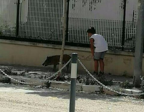 Cinghiali, ormai è emergenza nelle città: “La giunta regionale doveva intervenire prima”