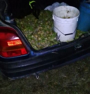 Rubava mandorle dal fondo di un agricoltore bitontino. Ladro messo in fuga dalle Guardie campestri