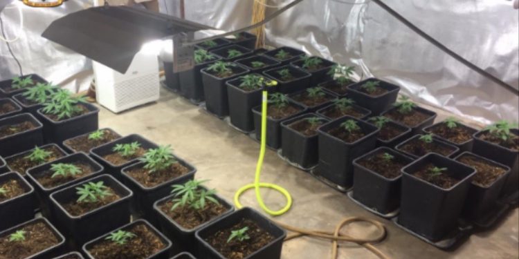 Cinquantuno piante di marijuana nella Lama. La Gdf arresta due bitontini