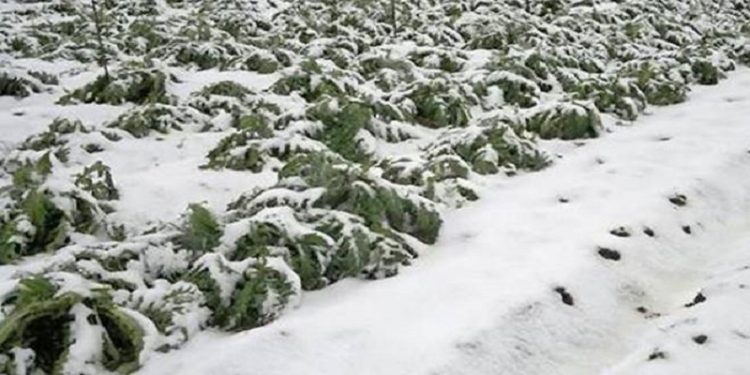 Gelate, Forza Italia: “Gli agricoltori traditi da governo e Regione Puglia”