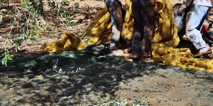 Inchiesta 1/Emergenza in campagna per la raccolta delle olive. I disagi degli agricoltori, le risposte dei consorzi e della politica