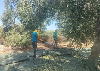Via alla raccolta delle olive per la produzione di olio: +75% rispetto all’anno scorso in provincia di Bari