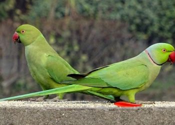 Invasione pappagalli che si nutrono di frutta e mandorle nelle campagne del barese, Picaro (FdI) chiede audizione urgente in Commissione Agricoltura