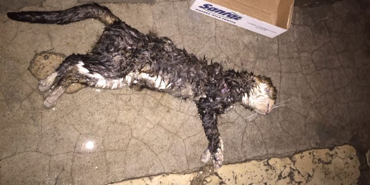 Un branco di cani sbrana i gattini di quartiere in zona piazza Partigiani d’Italia