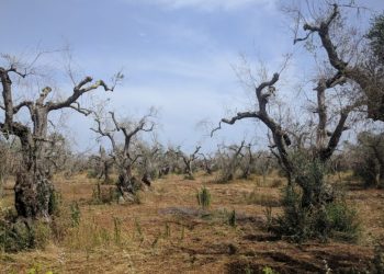 xylella