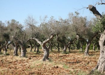 xylella